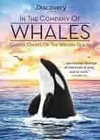 (未使用･未開封品)Life Among Whales [DVD] Indiepix Classics: A Life Among Whales (DVD), Indiepix